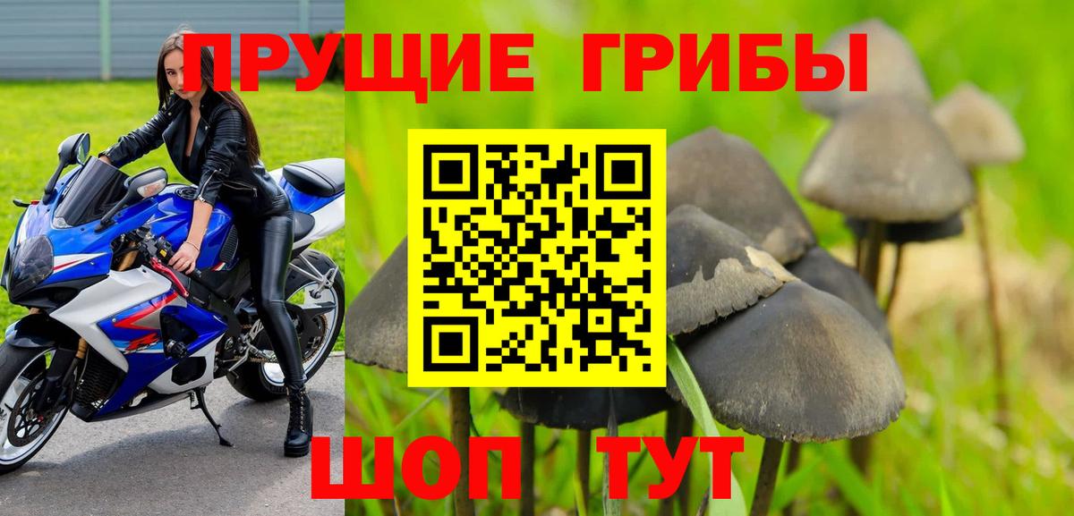 Галлюциногенные грибы Psilocybine cubensis Обнинск